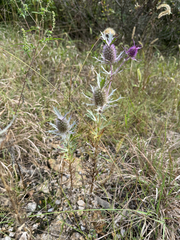 Eryngium leavenworthii, photograph author not stated, no rights reserved