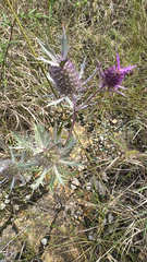 Eryngium leavenworthii, photograph author not stated, no rights reserved