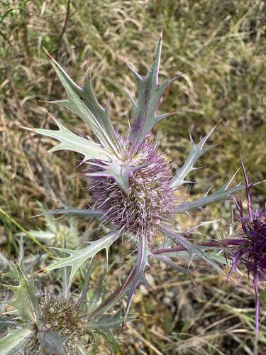 Eryngium leavenworthii, photograph 3