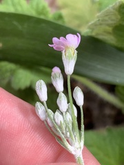 Primula malacoides