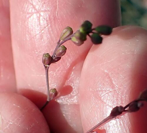 Boerhavia triquetra intermedia