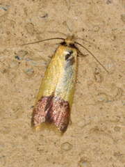Tachystola stenoptera