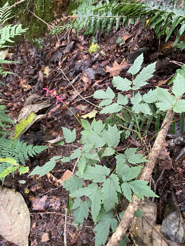white baneberry