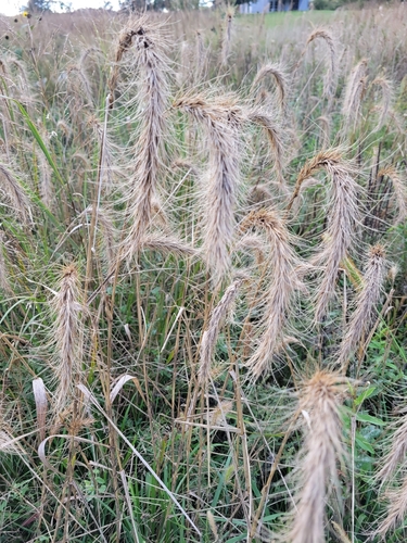 Canada wild rye