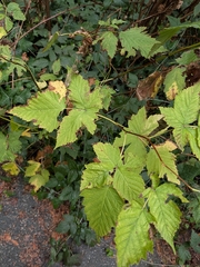 Rubus spectabilis, photograph (c) Kalvin Chan, some rights reserved (CC BY)
