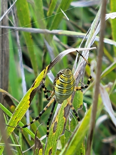 Banded Garden Spider