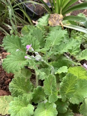Primula malacoides