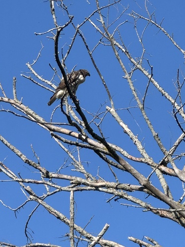 Red-tailed Hawk