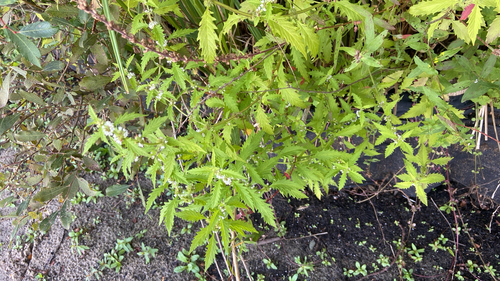 European water-horehound