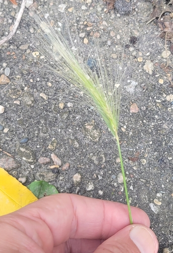 Foxtail Barley