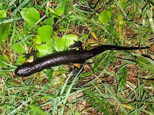 Great Crested Newt