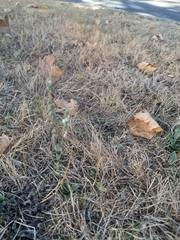 Spiranthes spiralis