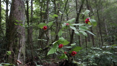 Strawberry Bush stems with scattered pink-red fruits among woodland trees