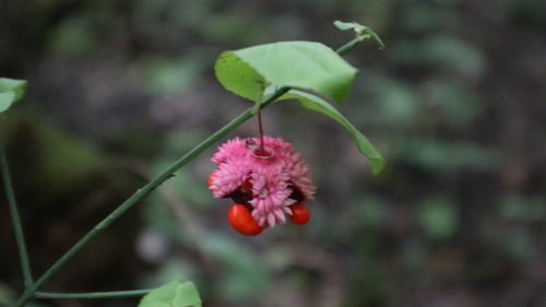 Pink Strawberry Bush fruit split open around glossy orange-coated seeds