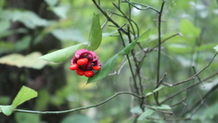 Close view of the bumpy pink capsule and dangling orange-coated seeds