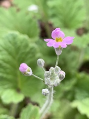 Primula malacoides