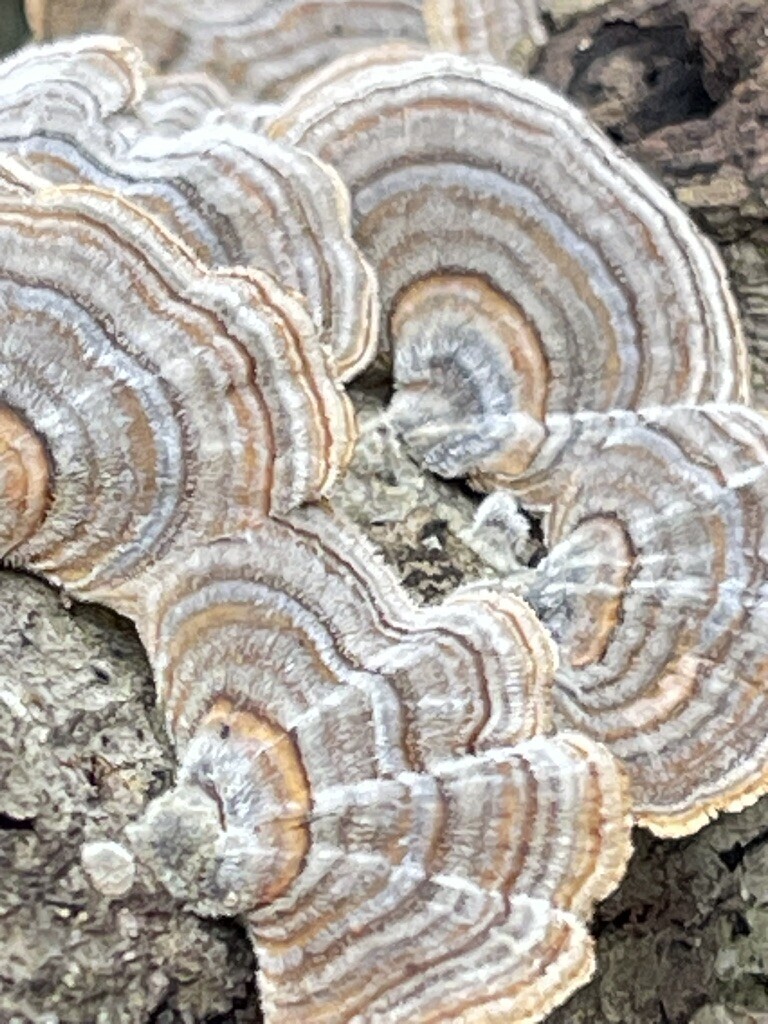 turkey-tail · September 2026 · photo: Photo: (c) Rachel Stepek, some rights reserved (CC BY) · iNaturalist