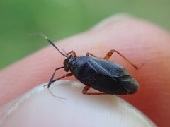 Capsus