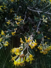 Gynoxys buxifolia