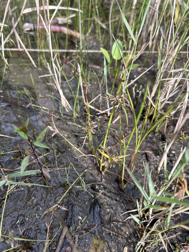 Cyperus bipartitus, photograph 4