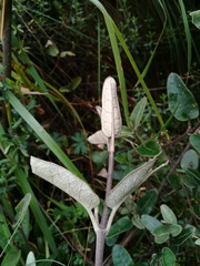 Gynoxys buxifolia