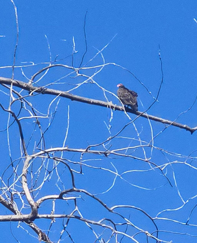 Turkey Vulture