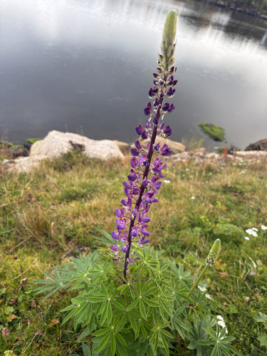 Large-leaved lupine