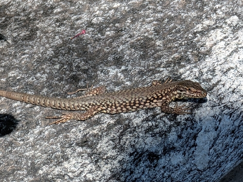 Common Wall Lizard