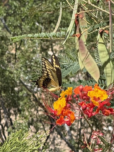 Western Giant Swallowtail