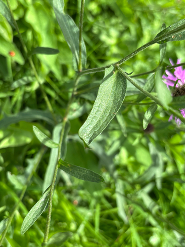 Centaurea scabiosa, photograph 5