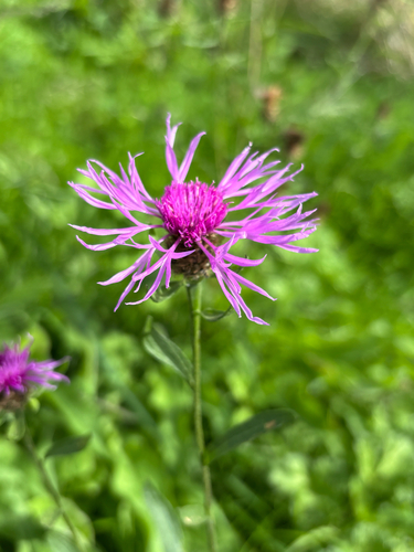 Centaurea scabiosa, photograph 4
