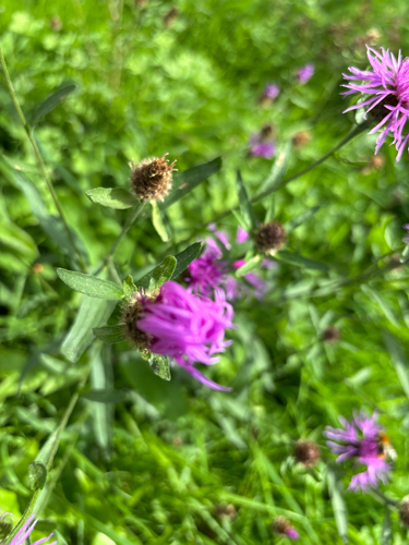 Centaurea scabiosa, photograph 6