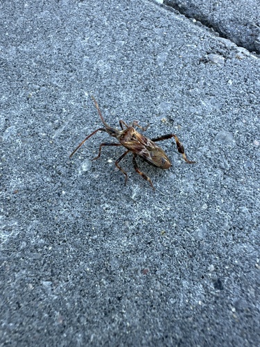 Western Conifer Seed Bug