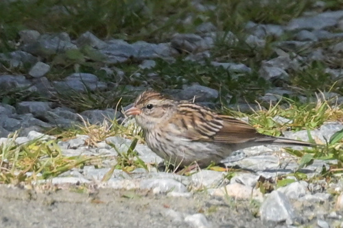 Chipping Sparrow