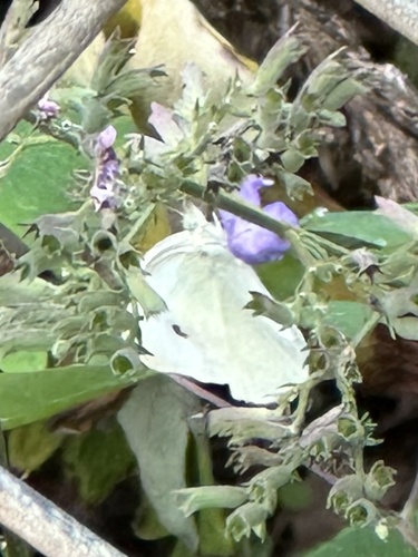 Small White
