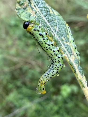 Papillose Nematine
