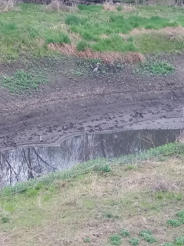Great Blue Heron photographed in Nebraska