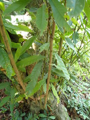 Lithocarpus brevicaudatus