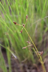 Abildgaardia triflora