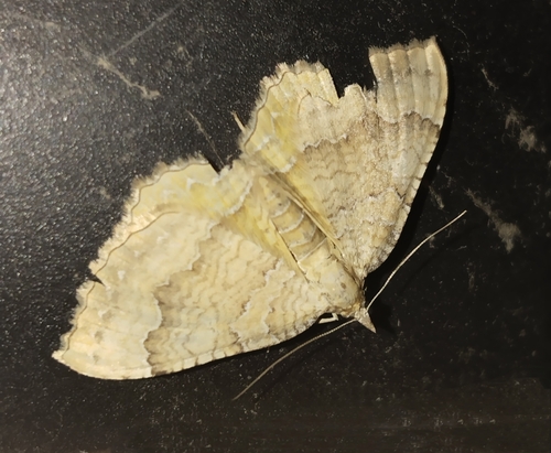 Yellow Shell Moth