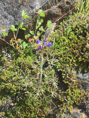 Lupinus benthamii