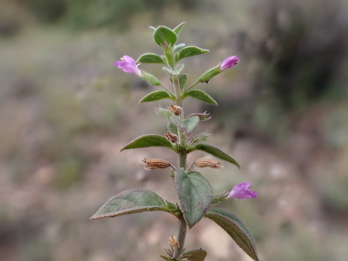 dwarf false pennyroyal