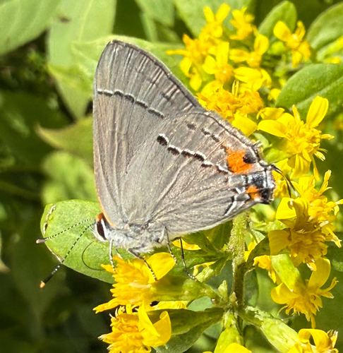 Gray Hairstreak