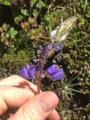 Lupinus benthamii