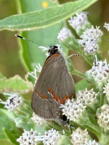 Red-banded Hairstreak