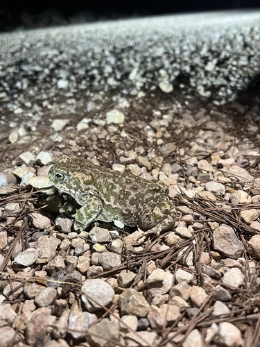 Natterjack Toad