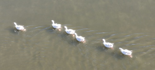 Greylag Goose