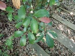 Cryptocarya concinna