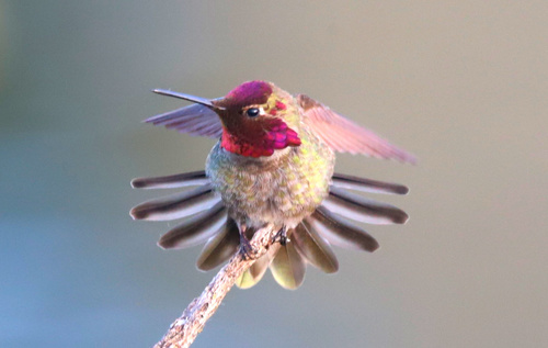 Anna's Hummingbird, photo 5 of 8
