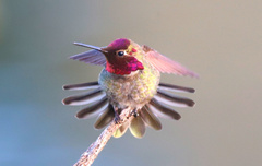 Anna's Hummingbird photo 3